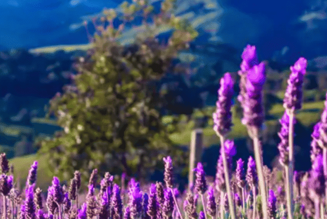 Um fim de semana entre lavandas, montanhas e sabores de Cunha